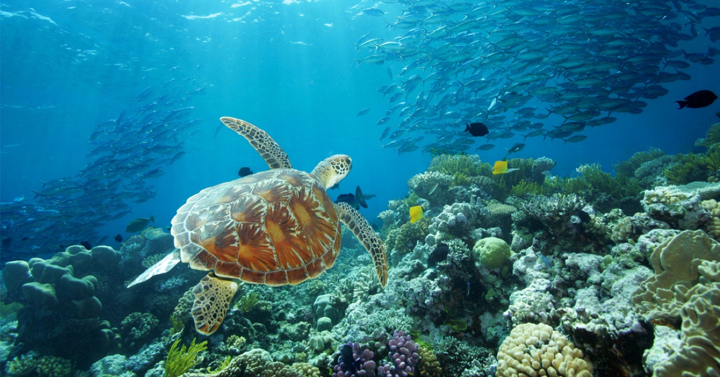 Tartaruga marina sopra la Grande Barriera Corallina, tappa simbolo della costa est tra Sydney e Cairns